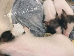 -浣熊柯尔鸭土拨鼠·电玩咖