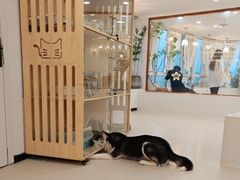 -共舞时光猫咖·狗咖(新街口店)