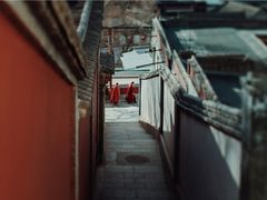 -塔尔寺-菩提树