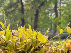 -野蔓果·山野菜(西湖景区·龙井茶田店)