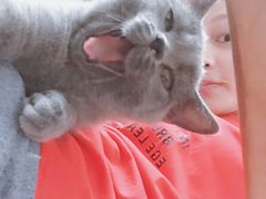 -喵zoo家庭繁育猫舍(尖东智能花园店)