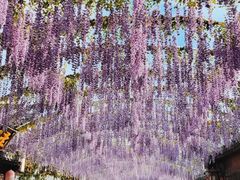 -婺源梦里老家大型山水实景演出