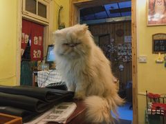 -猫色咖啡·猫咖