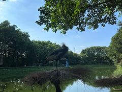 -广州长隆飞鸟乐园