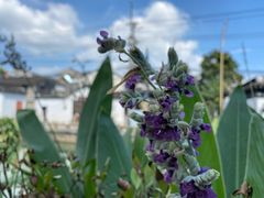 -金谷里艺术馆