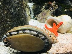 -悉尼海洋生物水族馆