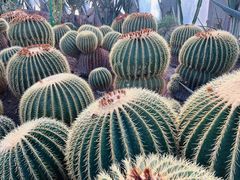 -北京植物园-展览温室