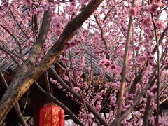 -无锡梅园公园