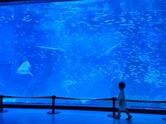 -海合安成都极地海洋公园
