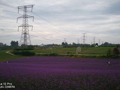 -紫颐香薰山谷景区