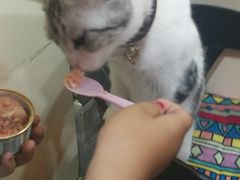 -李小姐の猫咖啡馆(五角场店)