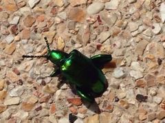Hyatt&nbsp;RegenCy&nbsp;Phuket&nbsp;ResOrt-普吉岛凯悦酒店