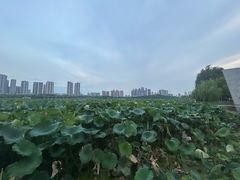 -月湖风景区
