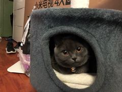 -半岛宠物医院24小时(科华中路店)