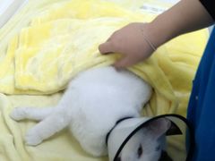-关爱宠物医院·猫科中心·消化科(滨湖万达分院)