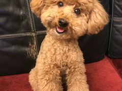 -严国平动物医院(德政总院)