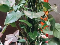 -了凡国风主题茶馆·咖啡(武侯祠锦里店)