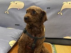 -艾贝尔宠物医院 ·内科全科(梁溪路店)