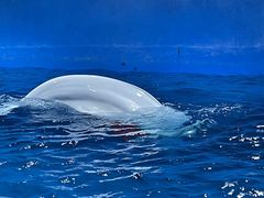 -海合安天津极地海洋公园