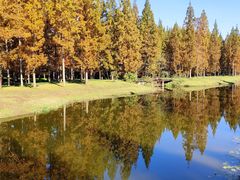 -黄海国家森林公园