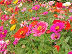 景点-上海长兴岛郊野公园