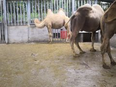 -泉州海丝野生动物世界