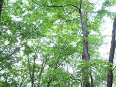 -帽儿山风景区