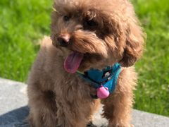 -momokira米努特·德文卷毛猫·棉花面纱犬