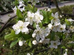 -井冈山风景名胜区-黄洋界