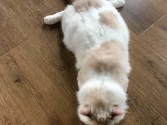 -东方名猫馆·英短金渐层布偶猫舍(环线广场1号楼店)