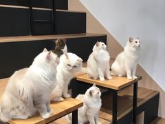 -瞄一喵猫咖(格力海岸店)