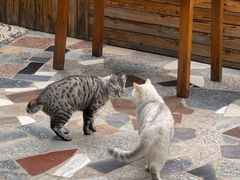 -喵屿·大理花园猫咖