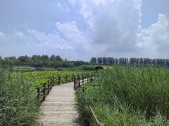 -白洋淀景区