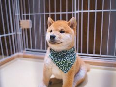 -逗柴咖啡屋·狗咖猫咖宠物桌游