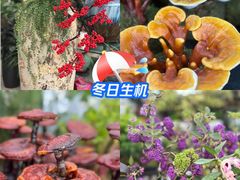 -三圣花乡旅游区