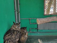 -西霞口神雕山野生动物世界