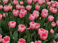 -石家庄市植物园