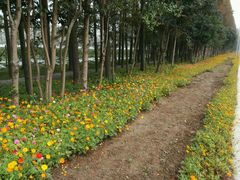 -上海长兴岛郊野公园