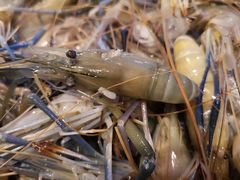 -芭提雅Amporn Seafood自助餐厅