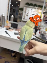 -小鬼当佳儿童摄影(回龙观店)