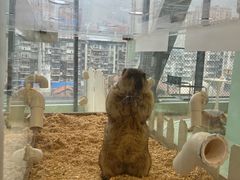 -怪兽屋·羊驼·猫咖·狗咖(俊华广场店)