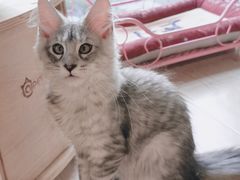-十年猫舍·猫咪专门店(普陀店)