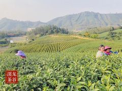 -帐篷客·溪龙茶谷度假酒店