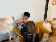 -有喵·猫咖·狗咖·30几只猫10只小狗(岗厦店)