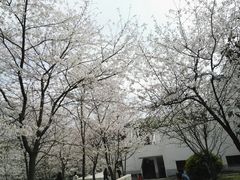 -武汉大学-樱园