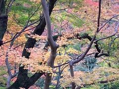 -有栖山 清光院 清水寺