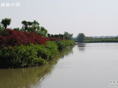-大湾区中央湿地公园