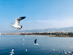 -青海湖国家重点风景名胜区