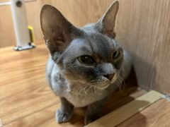 -MOCHA明星猫咖(田子坊店)