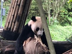 -都江堰中华大熊猫苑